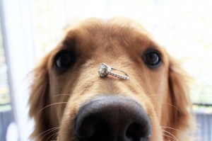 How to include your dog in your marriage proposal.